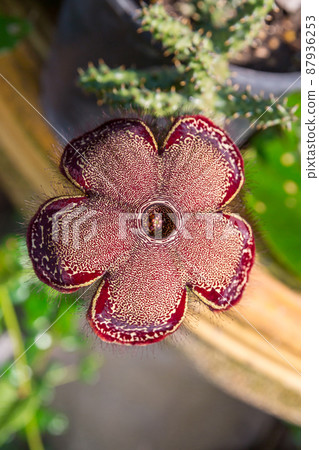 Beauty fresh flower cactus Beauty fresh flower cactus 87936253