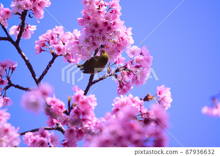 Cherry blossoms and white-eye 87936632