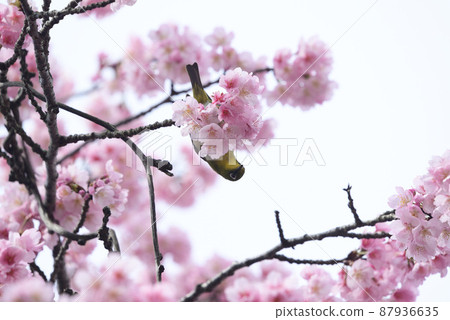 Cherry blossoms and white-eye 87936635