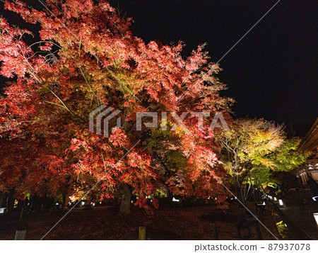 << Kyoto Prefecture >> Toji Garden Illuminated 87937078