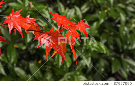 《京都府》紅葉 87937090