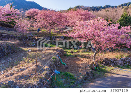 (Shizuoka Prefecture) Kawazu cherry blossoms, Nishiizu / Ishibu rice terraces 87937129