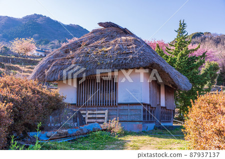 (Shizuoka Prefecture) Kawazu cherry blossoms, Nishiizu / Ishibu rice terraces 87937137
