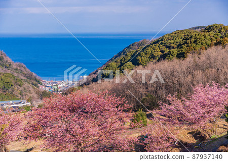 (Shizuoka Prefecture) Kawazu cherry blossoms, Nishiizu / Ishibu rice terraces (Shizuoka Prefecture) Kawazu cherry blossoms, Nishiizu / Ishibu rice terraces 87937140