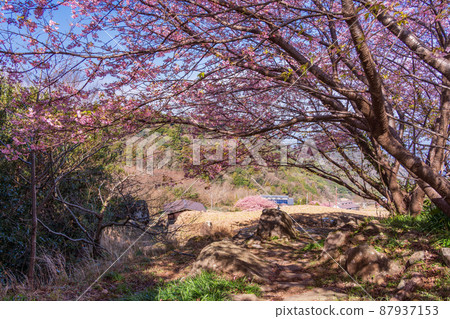 (Shizuoka Prefecture) Kawazu cherry blossoms, Nishiizu / Ishibu rice terraces (Shizuoka Prefecture) Kawazu cherry blossoms, Nishiizu / Ishibu rice terraces 87937153