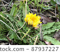 One wheel of dandelion 87937227