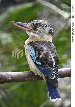 Ao-Banewarai kingfisher 87937279