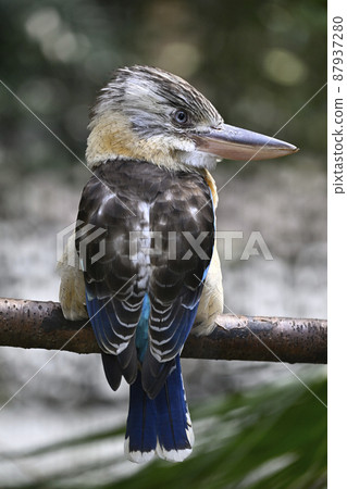 Ao-Banewarai kingfisher Ao-Banewarai kingfisher 87937280