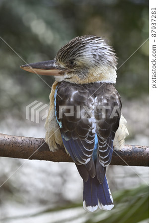 Ao-Banewarai kingfisher 87937281