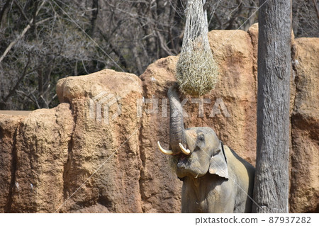An elephant that stretches its nose and eats grass An elephant that stretches its nose and eats grass 87937282