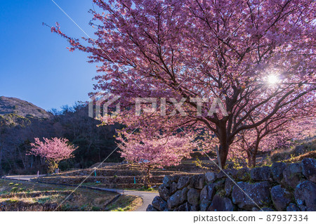 (Shizuoka Prefecture) Kawazu cherry blossoms, Nishiizu / Ishibu rice terraces (Shizuoka Prefecture) Kawazu cherry blossoms, Nishiizu / Ishibu rice terraces 87937334
