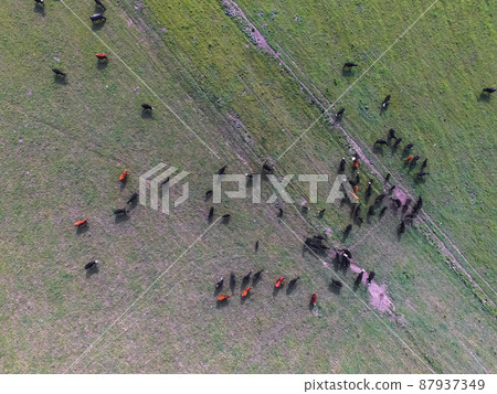 Cows aerial view, Buenos Aires,Argentina Cows aerial view, Buenos Aires,Argentina 87937349