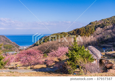 （靜岡縣）河津櫻花、西伊豆/石部梯田 87937387