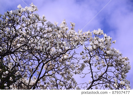Yulan magnolia that announces the arrival of spring Yulan magnolia that announces the arrival of spring 87937477