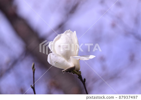 Yulan magnolia that announces the arrival of spring 87937497