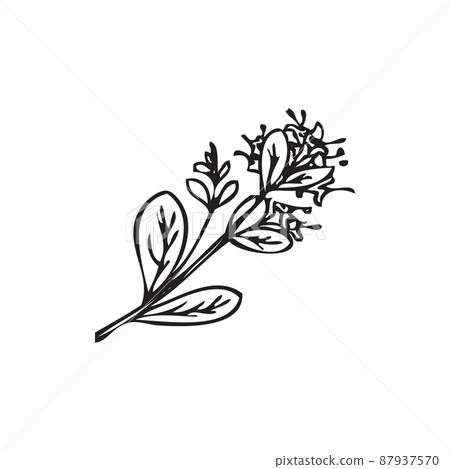 Hand drawn marjoram branch with blooming flowers, sketch vector illustration isolated on white background. 87937570
