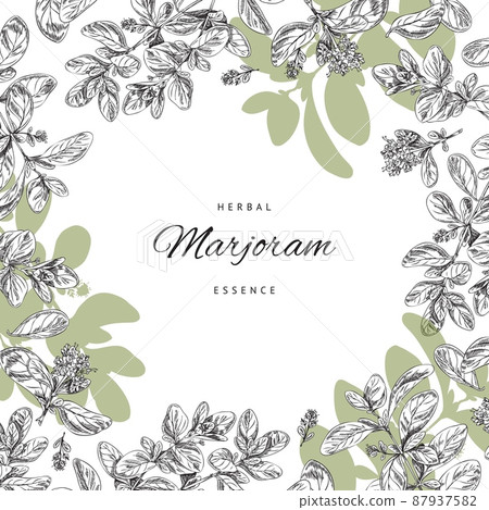 Oregano or marjoram herb banner or poster design hand drawn vector illustration. 87937582