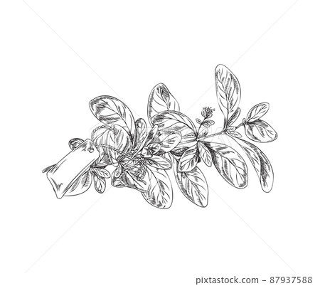 Marjoram plant with paper badge vintage engraving vector illustration isolated. 87937588