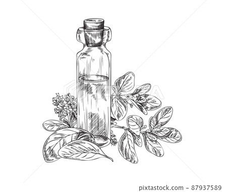Marjoram or oregano oil bottle with plant engraved vector illustration isolated. Marjoram or oregano oil bottle with plant engraved vector illustration isolated. 87937589