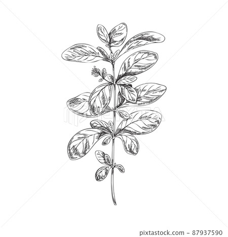 Marjoram aromatic plant vintage image, engraving vector illustration isolated. 87937590
