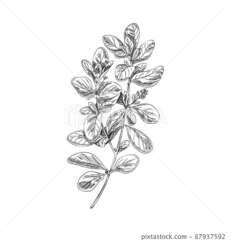 Marjoram or oregano herb twig monochrome hand drawn vector illustration isolated. Marjoram or oregano herb twig monochrome hand drawn vector illustration isolated. 87937592