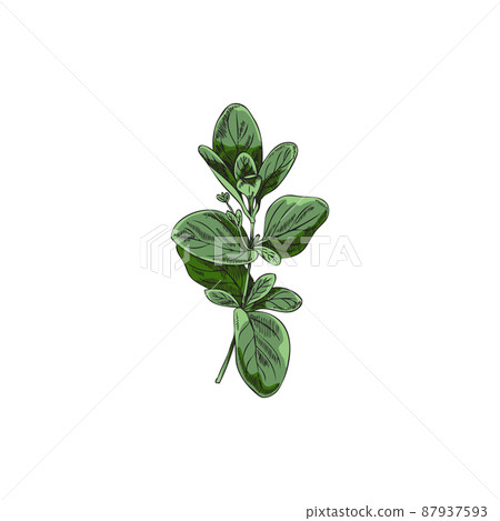 Hand drawn marjoram branch with green leaves, sketch vector illustration isolated on white background. Hand drawn marjoram branch with green leaves, sketch vector illustration isolated on white background. 87937593