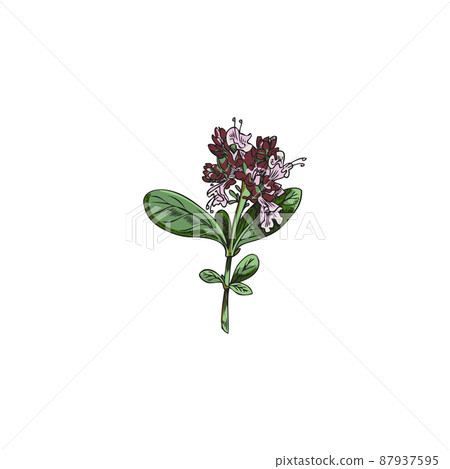 Marjoram or oregano blooming twig color hand drawn vector illustration isolated. 87937595