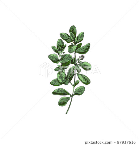 Marjoram or oregano green plant branch hand drawn vector illustration isolated. Marjoram or oregano green plant branch hand drawn vector illustration isolated. 87937616