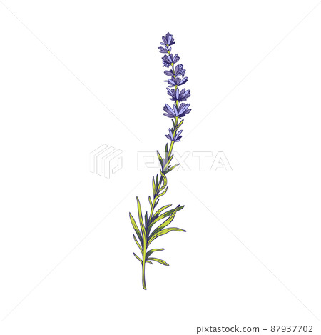 Beauty lavender plant with green leaves and purple flowers, sketch vector illustration isolated on white background. Beauty lavender plant with green leaves and purple flowers, sketch vector illustration isolated on white background. 87937702