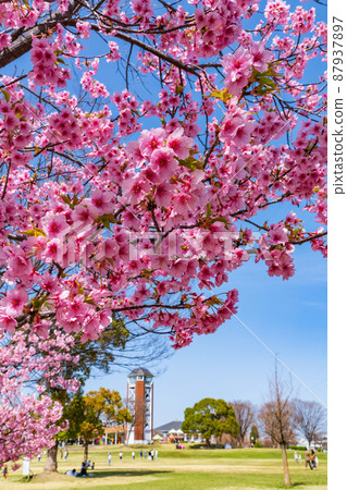 Spring Agricultural Museum, Todagawa Ryokuchi, Kawazu cherry blossoms in full bloom <Nagoya City, Aichi Prefecture> 87937897