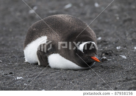 Gentoo Penguin,Hannah Point, Antartica 87938156