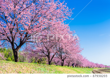 Angyo cold cherry blossoms in Saitama Kitaasaba Sakuratsutsumi Park 87938203