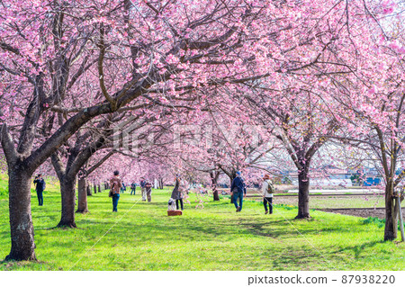 Angyo cold cherry blossoms in Saitama Kitaasaba Sakuratsutsumi Park Angyo cold cherry blossoms in Saitama Kitaasaba Sakuratsutsumi Park 87938220