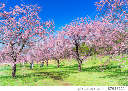 埼玉北淺羽櫻潼海公園的冷櫻花 87938221