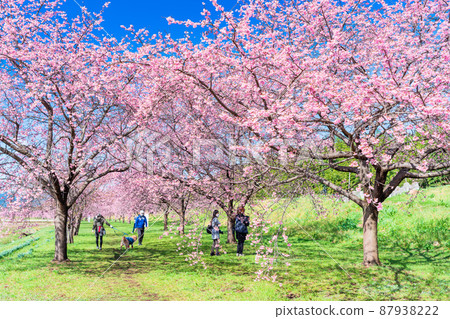 埼玉北淺羽櫻潼海公園的冷櫻花 87938222