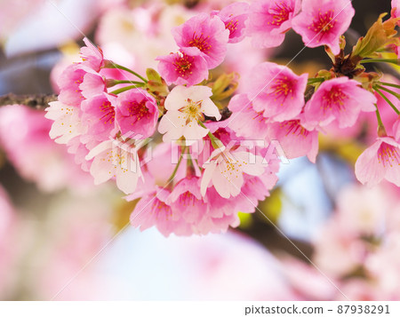 Great cold cherry blossoms in full bloom, Nagoya Great cold cherry blossoms in full bloom, Nagoya 87938291