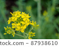 Rape blossoms 87938610