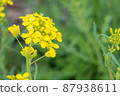 Rape blossoms 87938611