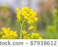 Rape blossoms 87938612