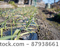 Garlic field in winter 87938661