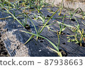 Garlic field in winter 87938663