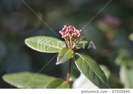 Laurustinus Laurustinus 87938840