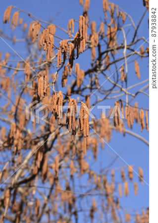 Common hazel Common hazel 87938842