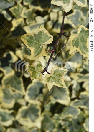 English Ivy Tricolour English Ivy Tricolour 87938867