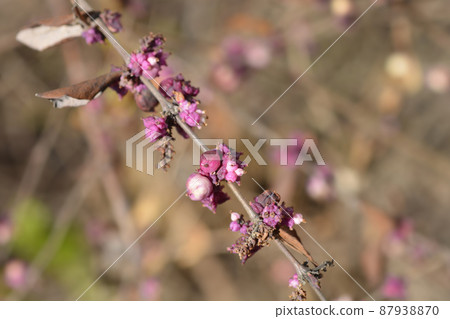Coralberry 87938870