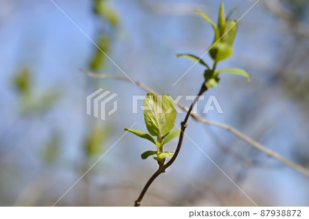 Tatarian honeysuckle 87938872