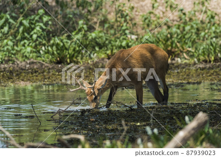 Marsh deer, pantanal Brazil Marsh deer, pantanal Brazil 87939023