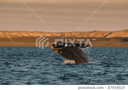 Whale jumping in Peninsula Valdes,, Patagonia, Argentina Whale jumping in Peninsula Valdes,, Patagonia, Argentina 87939025