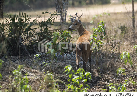 Marsh deer, pantanal Brazil Marsh deer, pantanal Brazil 87939026
