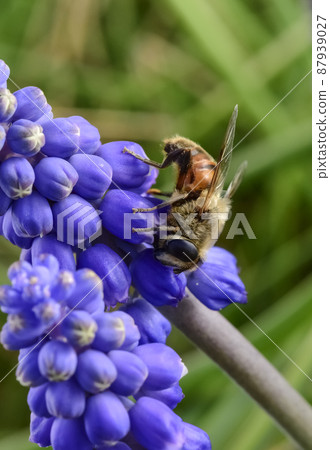 Bee on flowers in spring Bee on flowers in spring 87939027